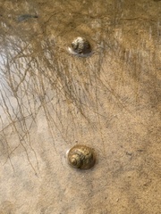 Amphibola crenata