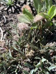 Musineon naomiensis