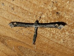 Anstenoptilia marmarodactyla