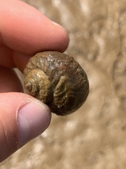 Amphibola crenata