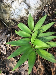 Zamia prasina