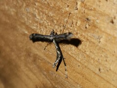 Anstenoptilia marmarodactyla
