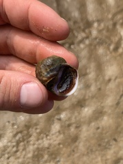 Amphibola crenata