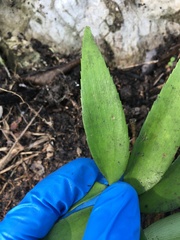 Zamia prasina