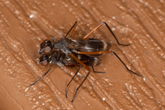 Taeniaptera trivittata
