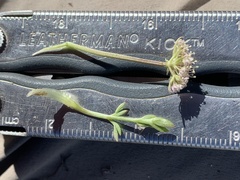Musineon naomiensis