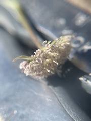 Musineon naomiensis