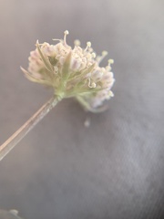 Musineon naomiensis
