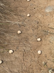 Amphibola crenata