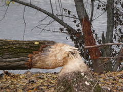 Castor fiber
