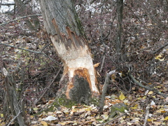 Castor fiber
