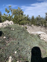 Musineon naomiensis