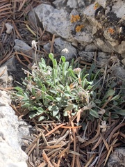 Erigeron cronquistii