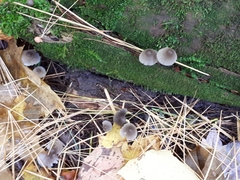 Mycena leptocephala