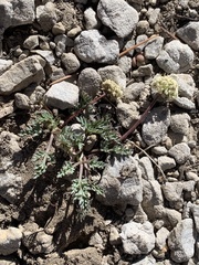 Lomatium juniperinum