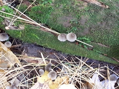 Mycena leptocephala