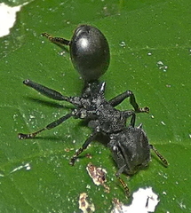 Cephalotes atratus
