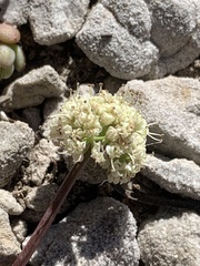 Lomatium juniperinum