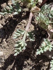 Lomatium juniperinum