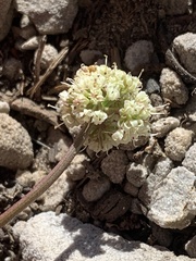 Lomatium juniperinum