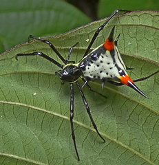Micrathena schreibersi