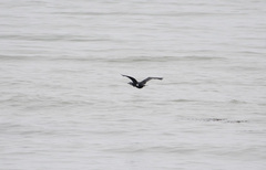 Phalacrocorax capillatus