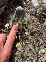 Lomatium juniperinum