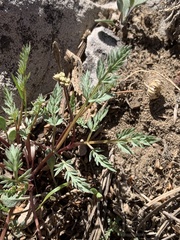 Lomatium juniperinum