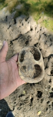 Staurotypus salvinii