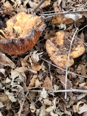 Clitocybe brunneocephala