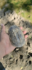 Staurotypus salvinii