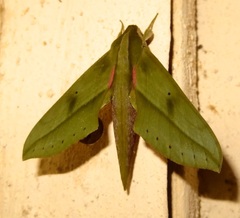 Xylophanes rothschildi