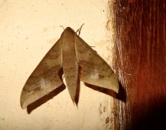 Xylophanes hannemanni