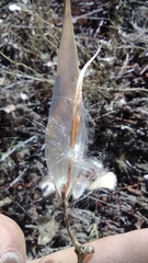 Asclepias