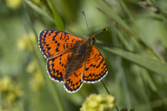 Melitaea interrupta