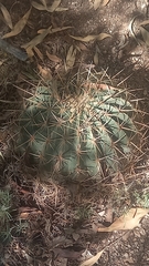Ferocactus histrix