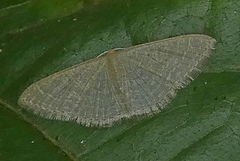 Pleuroprucha