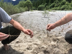 Calamagrostis pseudophragmites