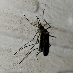 Culiseta inornata