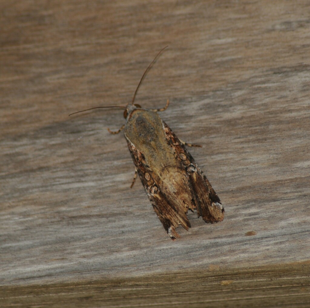 Variable Narrowwing from Zion, IL 60099, USA on October 22, 2022 at 01