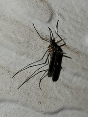 Culiseta inornata