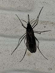 Culiseta inornata