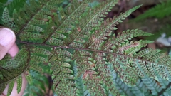Dryopteris sordidipes
