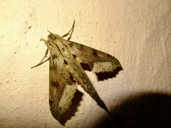 Xylophanes undata