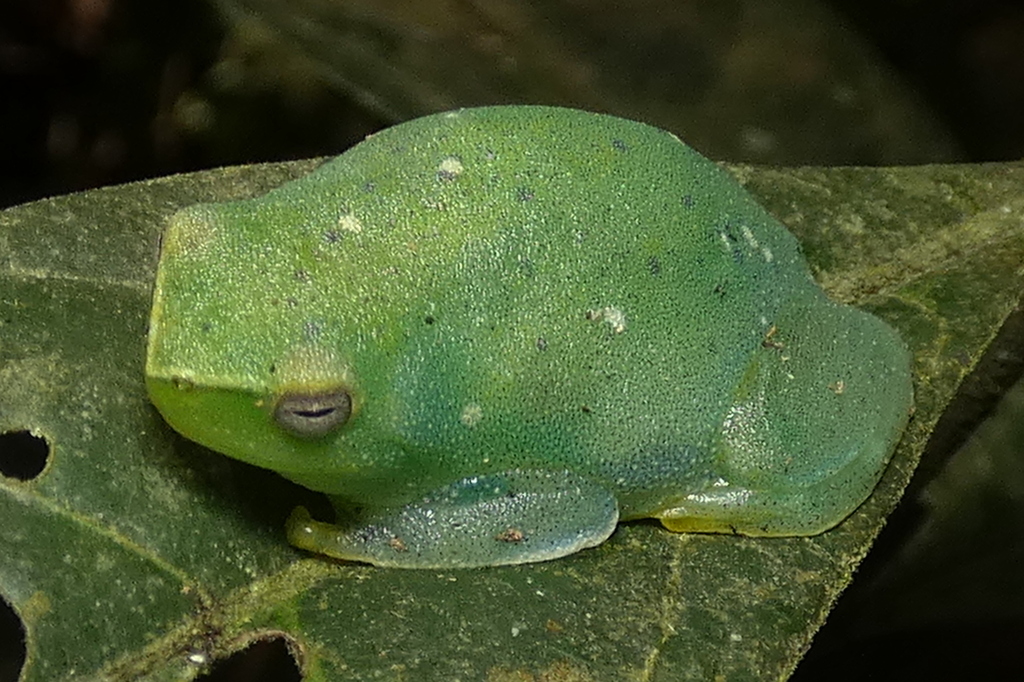 Bokermann's Lime Treefrog
