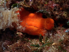 Arca noae