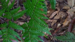 Dryopteris sordidipes