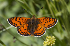 Melitaea interrupta