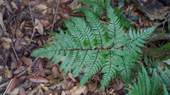 Dryopteris sordidipes