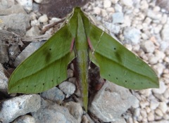 Xylophanes rothschildi